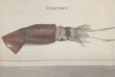 Natural History Of Saint Domingue Pl 099