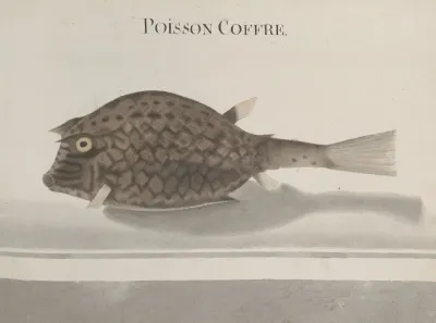 Natural History Of Saint Domingue Pl 100