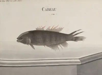 Natural History Of Saint Domingue Pl 102