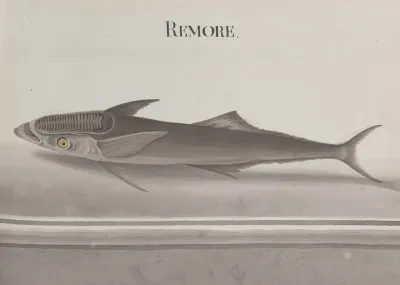 Natural History Of Saint Domingue Pl 103