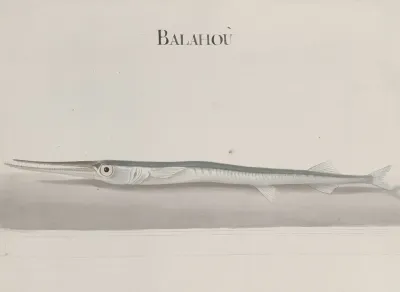 Natural History Of Saint Domingue Pl 104