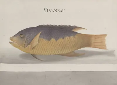 Natural History Of Saint Domingue Pl 106
