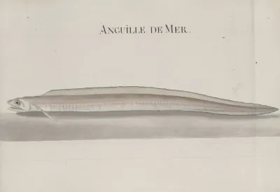 Natural History Of Saint Domingue Pl 107