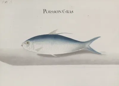Natural History Of Saint Domingue Pl 108