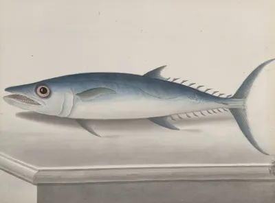 Natural History Of Saint Domingue Pl 109