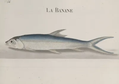 Natural History Of Saint Domingue Pl 110