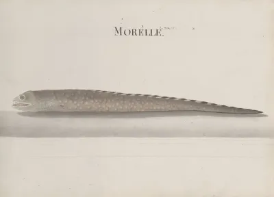 Natural History Of Saint Domingue Pl 111