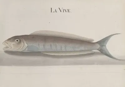 Natural History Of Saint Domingue Pl 112