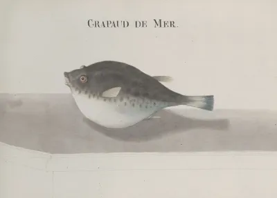 Natural History Of Saint Domingue Pl 113