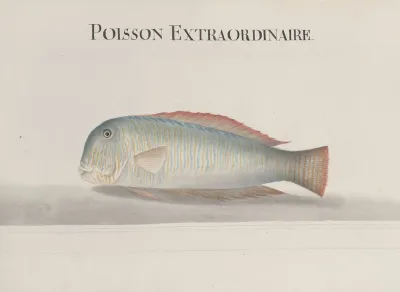 Natural History Of Saint Domingue Pl 114