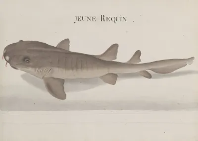 Natural History Of Saint Domingue Pl 115