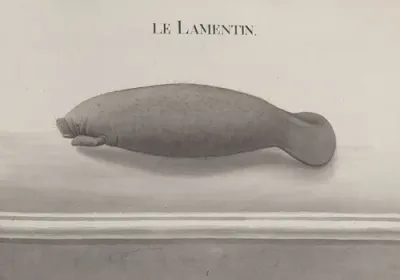Natural History Of Saint Domingue Pl 116