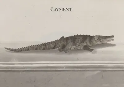 Natural History Of Saint Domingue Pl 117