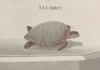 Natural History Of Saint Domingue Pl 118