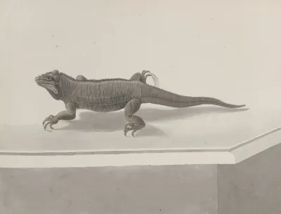 Natural History Of Saint Domingue Pl 119