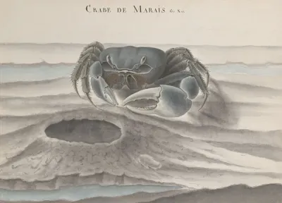 Natural History Of Saint Domingue Pl 120