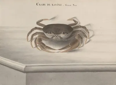 Natural History Of Saint Domingue Pl 121