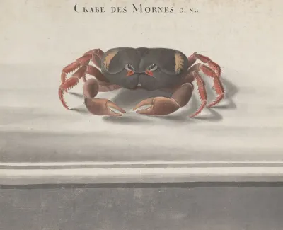 Natural History Of Saint Domingue Pl 122