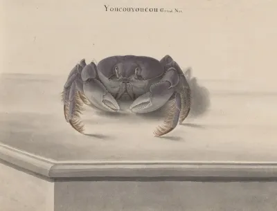 Natural History Of Saint Domingue Pl 123