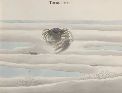 Natural History Of Saint Domingue Pl 124