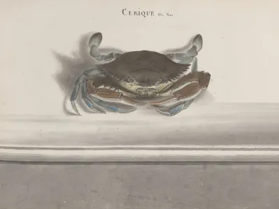 Natural History Of Saint Domingue Pl 126