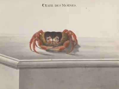 Natural History Of Saint Domingue Pl 129