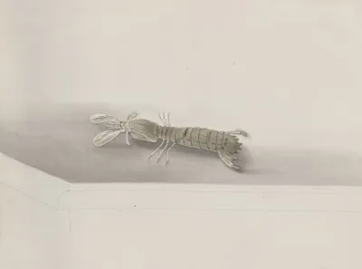 Natural History Of Saint Domingue Pl 131
