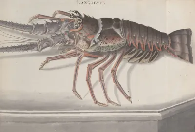 Natural History Of Saint Domingue Pl 133