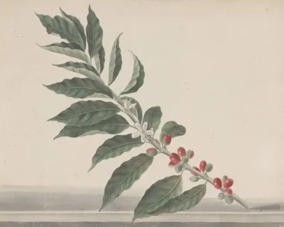 Natural History Of Saint Domingue Pl 134