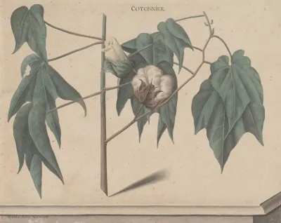 Natural History Of Saint Domingue Pl 135