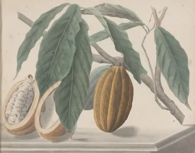 Natural History Of Saint Domingue Pl 136