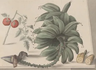 Natural History Of Saint Domingue Pl 138