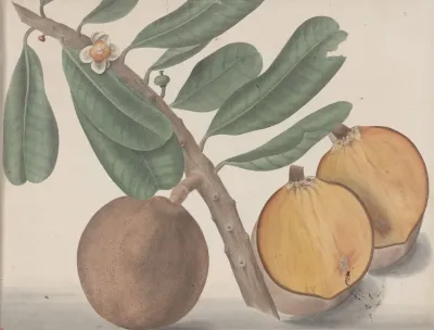 Natural History Of Saint Domingue Pl 140