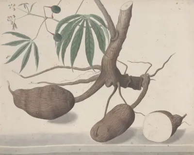 Natural History Of Saint Domingue Pl 147