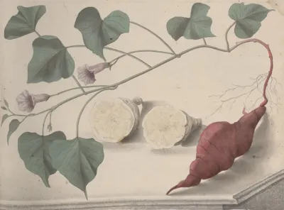 Natural History Of Saint Domingue Pl 149