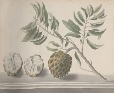 Natural History Of Saint Domingue Pl 153