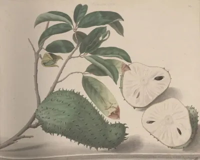 Natural History Of Saint Domingue Pl 154