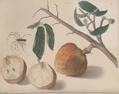 Natural History Of Saint Domingue Pl 155