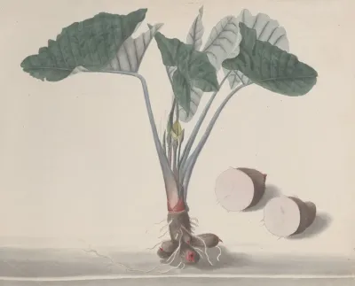 Natural History Of Saint Domingue Pl 156