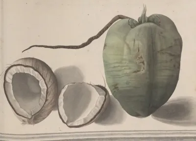 Natural History Of Saint Domingue Pl 157