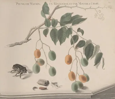 Natural History Of Saint Domingue Pl 158