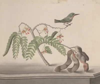 Natural History Of Saint Domingue Pl 159