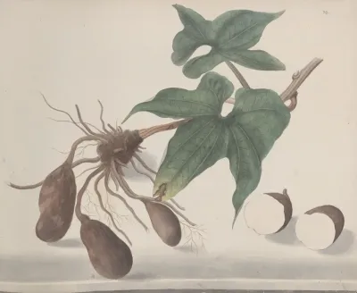 Natural History Of Saint Domingue Pl 160