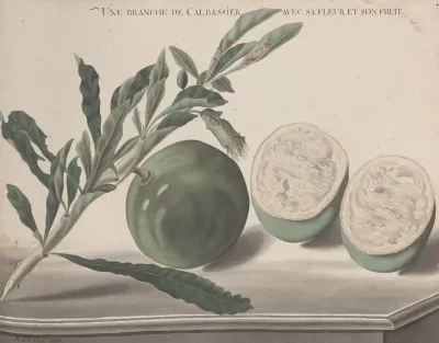 Natural History Of Saint Domingue Pl 161