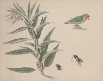 Natural History Of Saint Domingue Pl 164