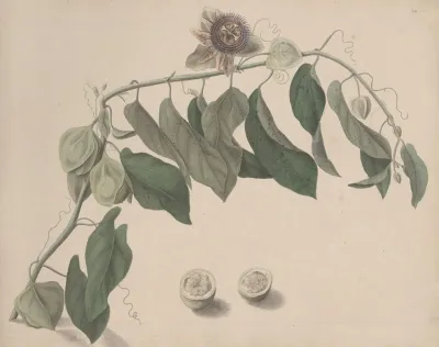 Natural History Of Saint Domingue Pl 165