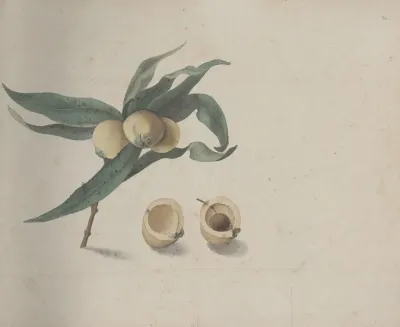 Natural History Of Saint Domingue Pl 167
