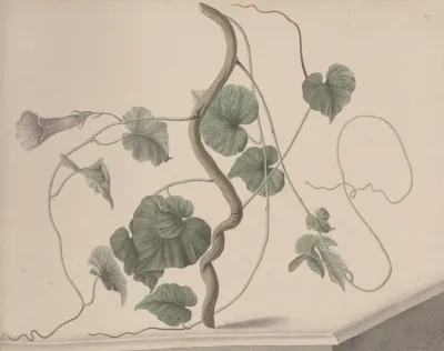 Natural History Of Saint Domingue Pl 168