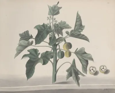 Natural History Of Saint Domingue Pl 172