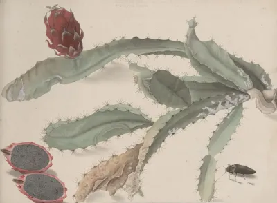 Natural History Of Saint Domingue Pl 174